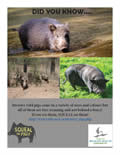 The Wild Boar